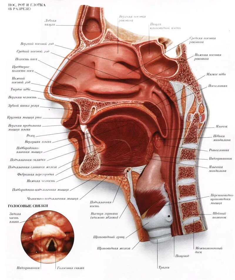 Полость носа и глотки. Строение гортани уха носоглотки. Строение ЛОР органов схема. Строение гортани и ЛОР органов. Нос носоглотка гортань анатомия.