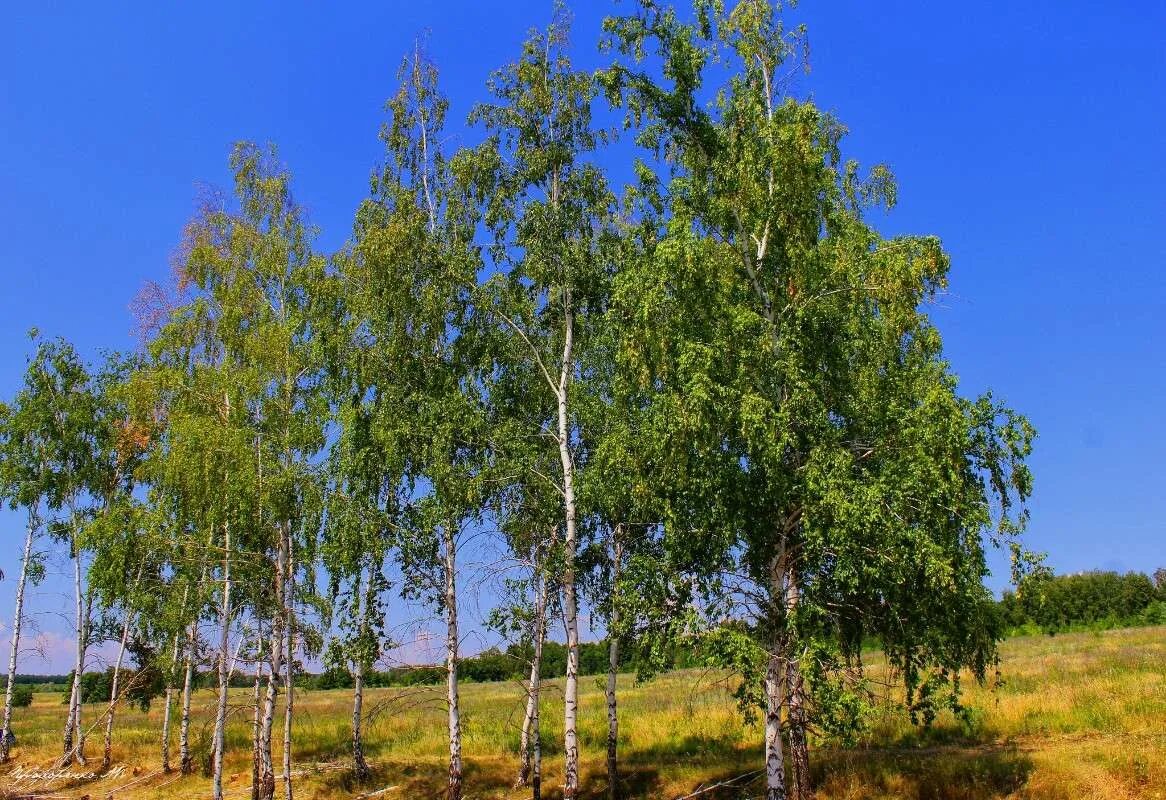 поленов березы. пейзажист левитан березовая роща. стих березка есенин. березка автор. береза автор.