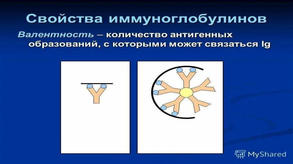 Валентность иммуноглобулинов. Свойства иммуноглобулинов таблица. Свойства и классы иммуноглобулинов. Свойства иммуноглобулинов различных классов. Свойства иммуноглобулинов