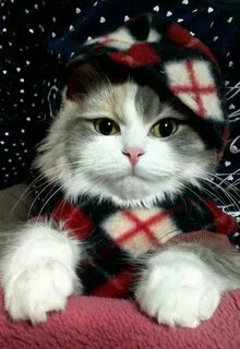 Кота hello