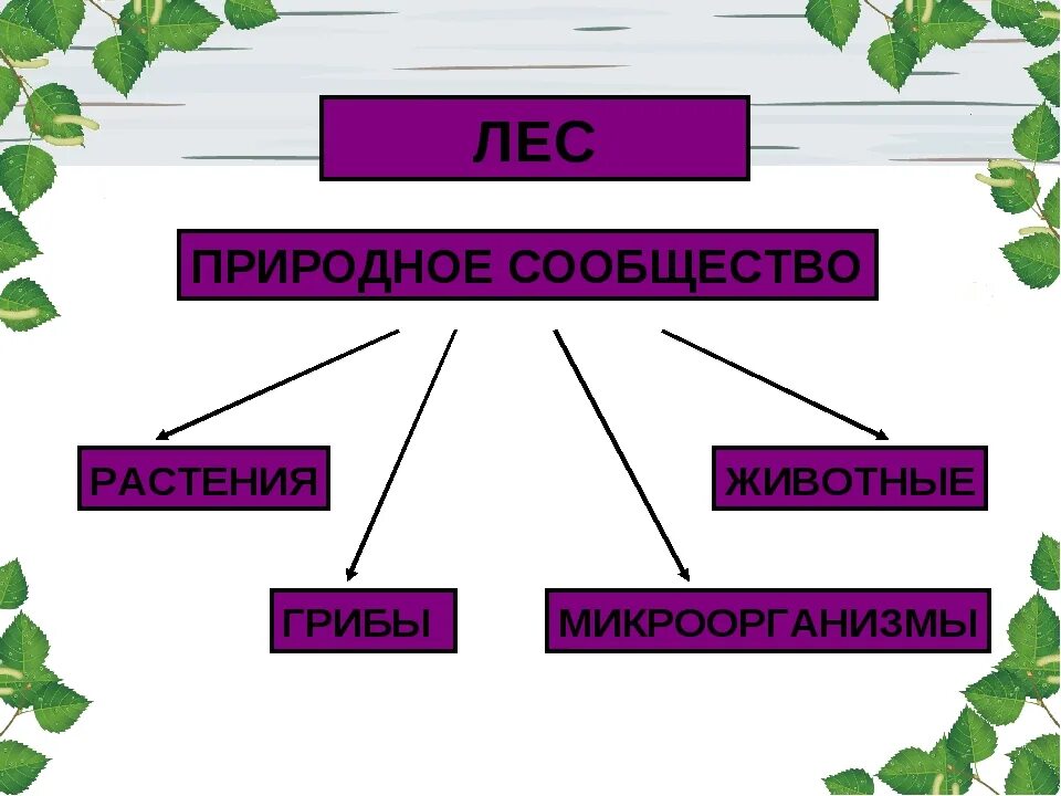 Природное сообщество леса составляют. Природное сообщество леса. Лес природное сообщество таблица. Природное сообщество лес схема. Жизнь леса природное сообщество.