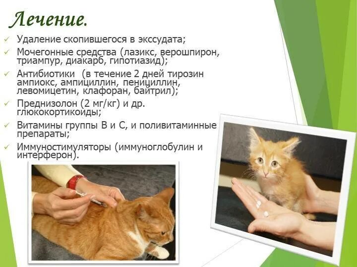 Болезни бывают кошек. ФИП вирусный перитонит кошек. FIP инфекционный перитонит кошек. Вирусный перитонит у котят.