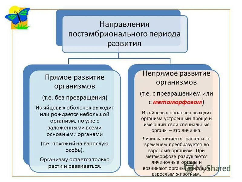 Стадии постэмбрионального развития на примере человека Стадии постэмбрионального развития организма