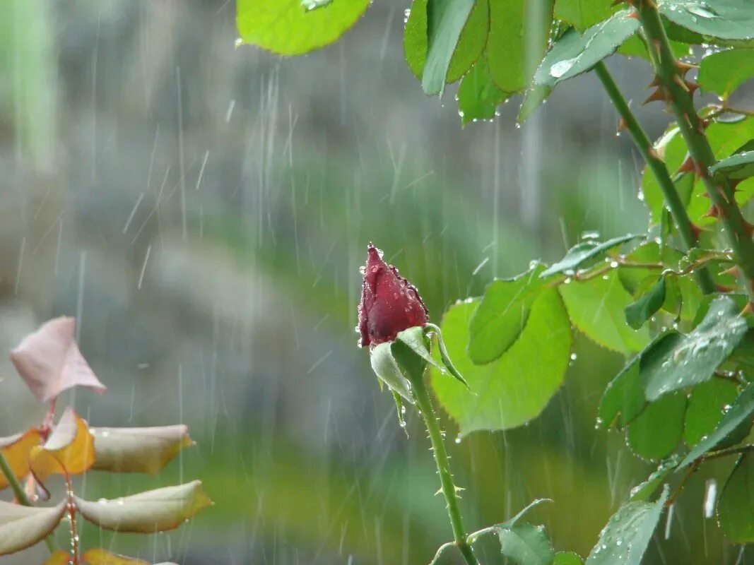 Бесплатные дождливые открытки. Лето дождь. Природа дождь. Летний дождик.