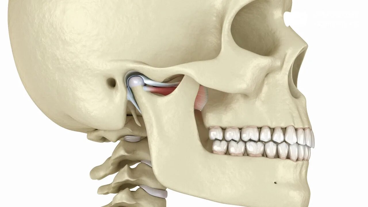 Щелкает челюсть при открытии рта что делать. Гнатология ВНЧС. Дисфункция височно-нижнечелюстного сустава. Височно-нижнечелюстной сустав гнатолог.