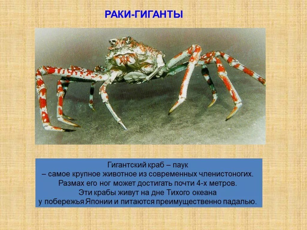 Краб биология. Крабы Членистоногие. Факты о ракообразных. Японский краб паук. Краб ракообразные.