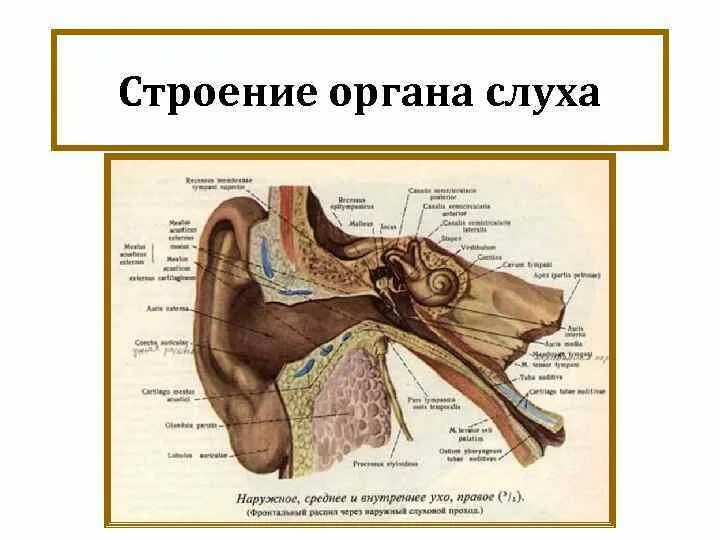 Орган слуха внутреннее ухо анатомия. Орган слуха анатомия уха строение. Строение внутреннего уха орган слуха. Строение органа слуха и равновесия анатомия.