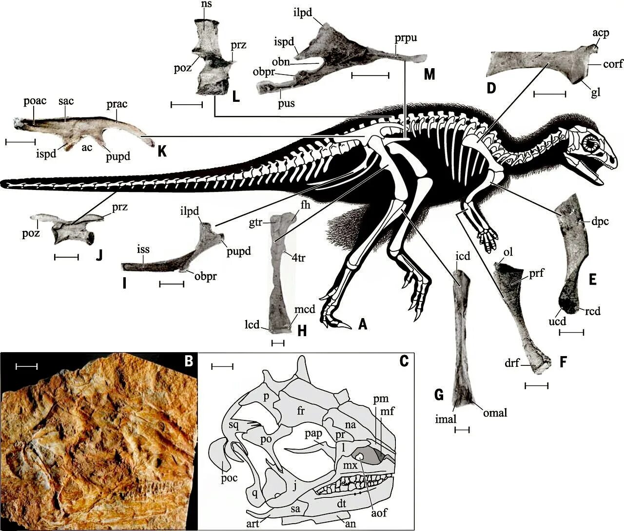 Kulindadromeus zabaikalicus. Кулиндадромеус скелет. Кулиндадромеус динозавр. Кулиндадромеус Забайкальский размер.