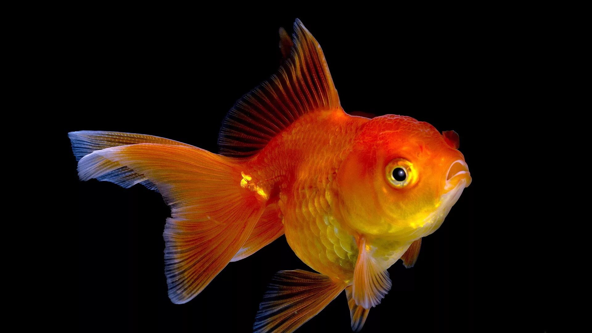 Золотая рыбка 3 1. Вуалехвост рыбка. Аквариумные рыбки Золотая рыбка. Золотая рыбка Оранда красная. Carassius auratus Золотая рыбка.