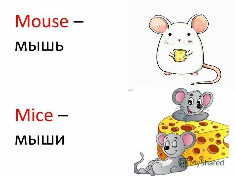 Mouse карточка на английском. Mouse mice. Mouse mice перевод на русский. Mouse mice перевод на русский. Mouse mice правило.