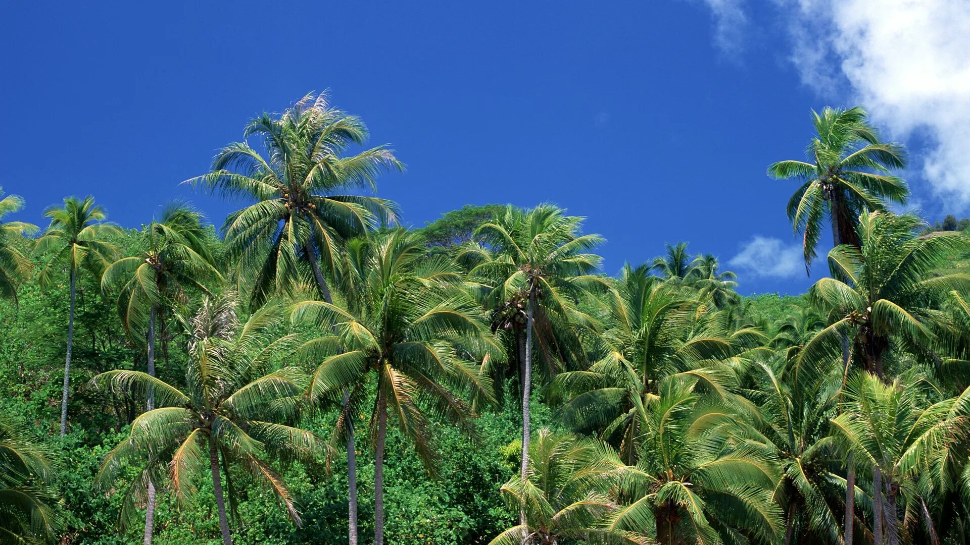 тропическая сельва. правильный тропического. правильный тропического. правильный тропического. тропики и субтропики.