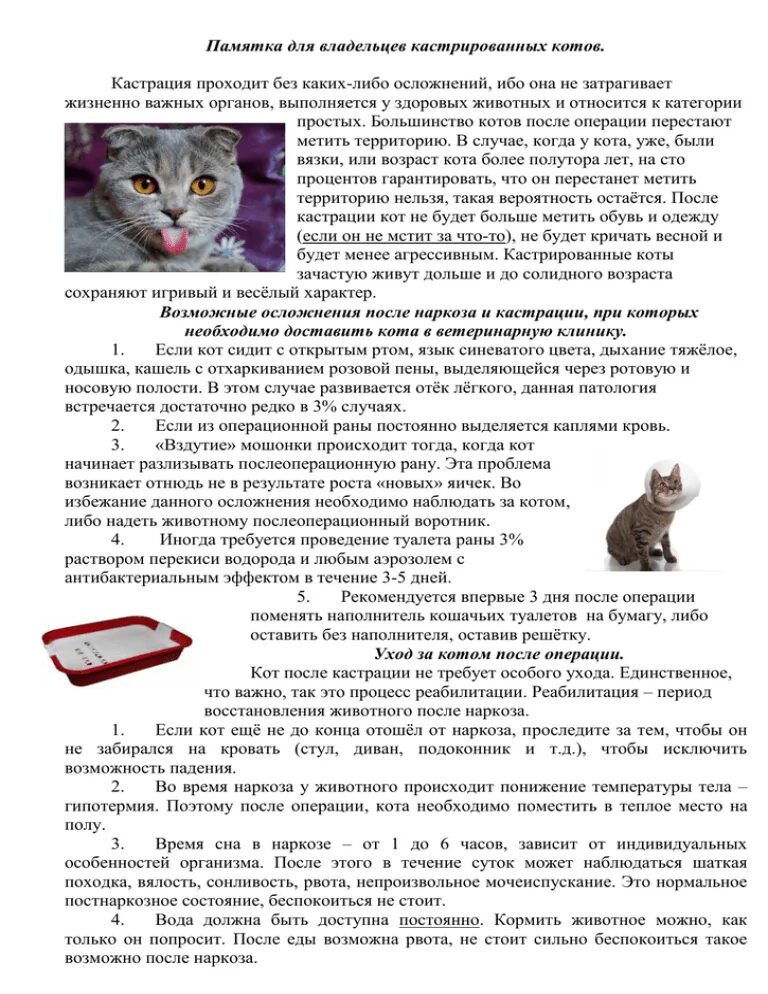 Через сколько после кастрации кота можно кормить. Памятка после стерилизации кастрации кошек. Памятка после стерилизации кошки владельцу. Памятка после стерилизации кошки для хозяев. Памятка после стерилизации собаки.