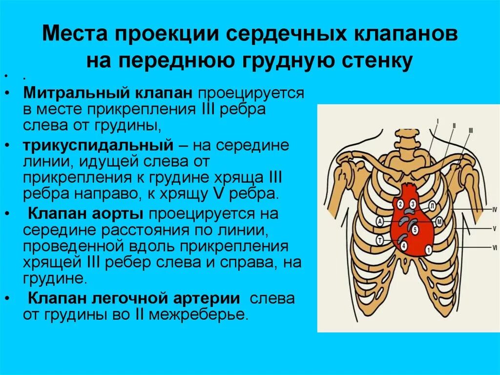 Проекции выслушивания клапанов сердца. Аускультация сердца проекция клапанов. Границы сердца проекция клапанов и мест их аускультации. Проекция отверстий клапанов сердца. Клапаны сердца на грудной клетке