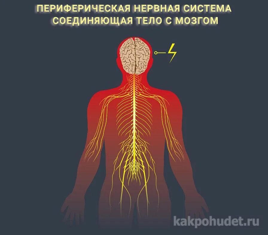 Нервная система человека. Схема нервной системы человека центральная и периферическая. Смешные цитаты про нервы. Нервы покой. Позитивные высказывания.