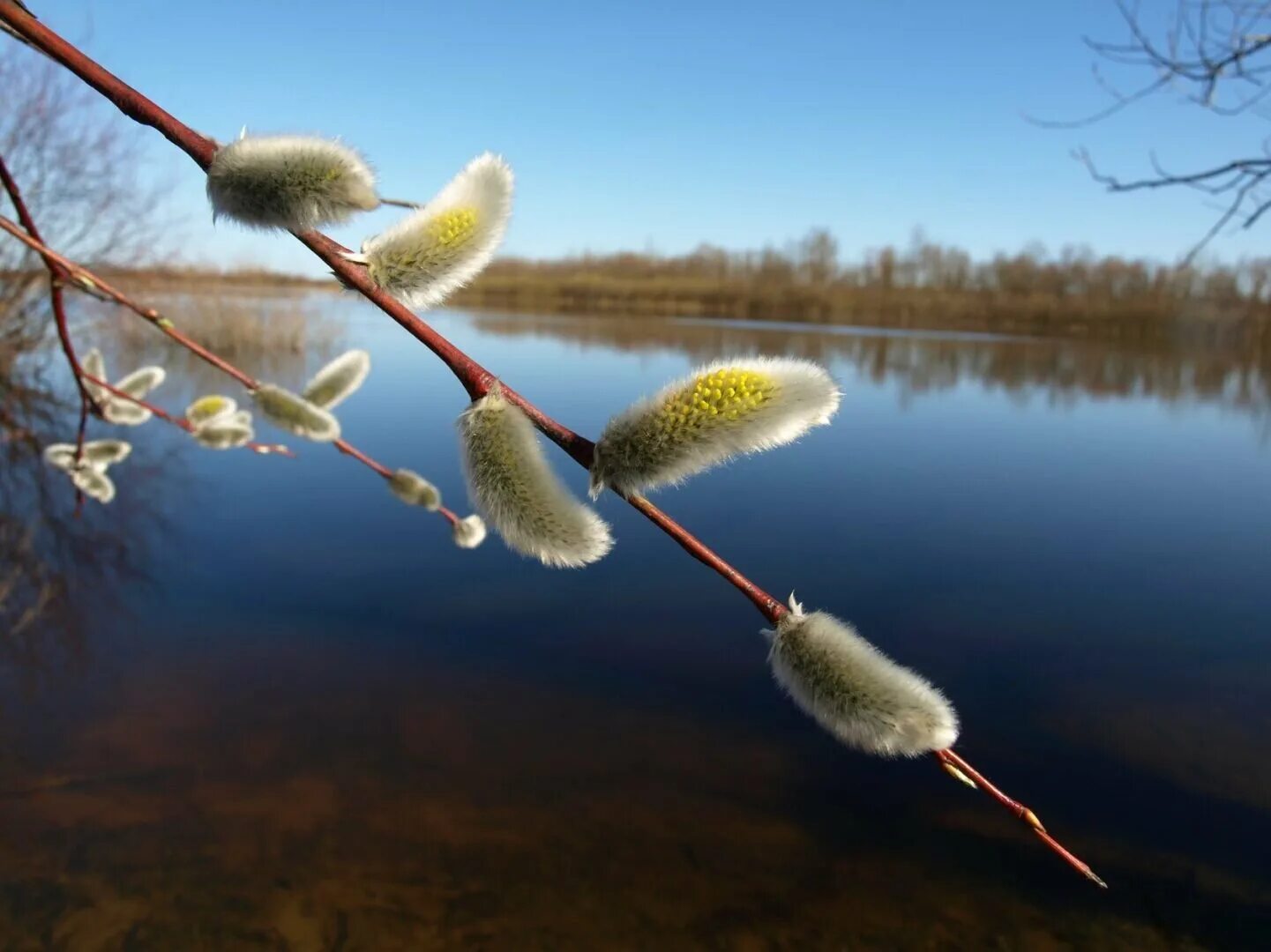 март необыкновенный. чудеса весны. крокусы в снегу. март необыкновенный. первоцветы (подснежники, крокусы, гиацинты).