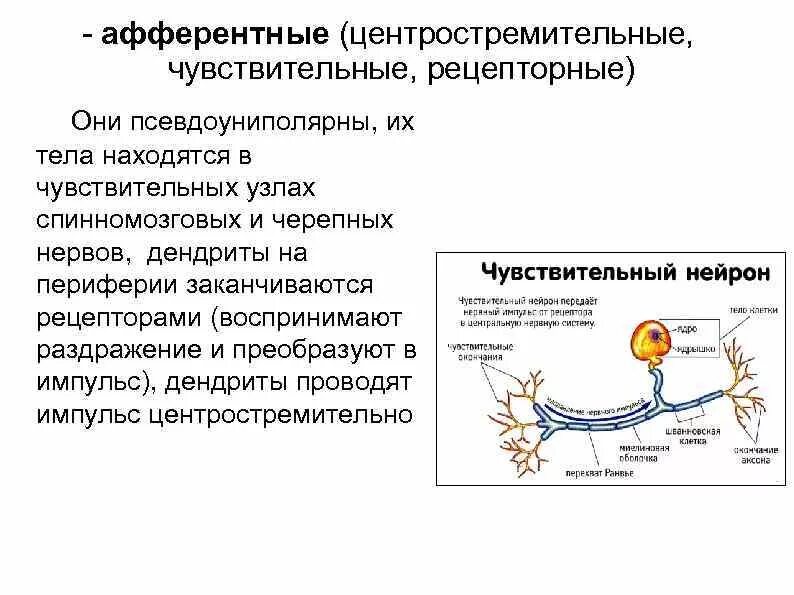 Дендрит афферентного нейрона. Чувствительные афферентные нейроны. Схема строения двигательного нейрона. Чувствительные(афферентные) клетки. Афферентные нервные клетки.