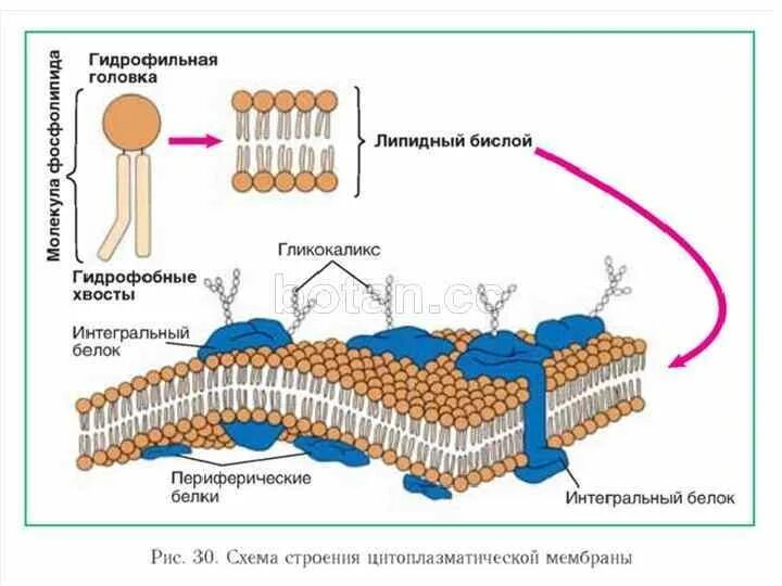 Плазматическая мембрана плазмалемма строение. Что такое клеточная мембрана в биологии 5 класс кратко. Клеточная мембрана плазмалемма. Клеточная мембрана синтезирует белки. Клеточная мембрана синтезирует белки.