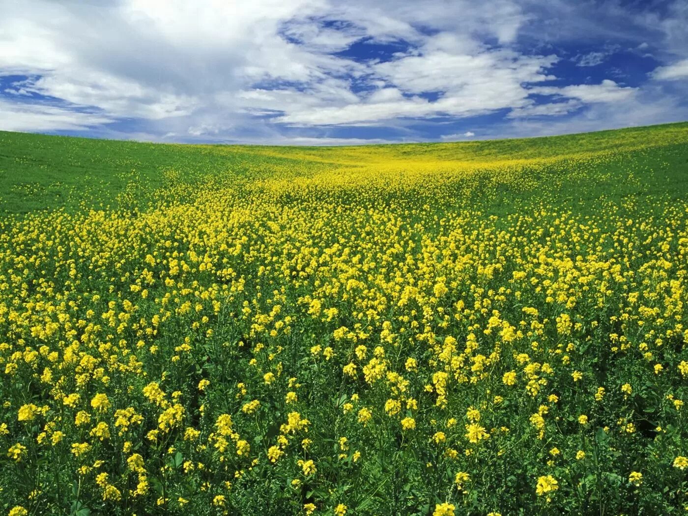 Луг какой зеленый. Цветущие поля. Луг. Поле с желтыми цветами. Поляна с желтыми цветами.