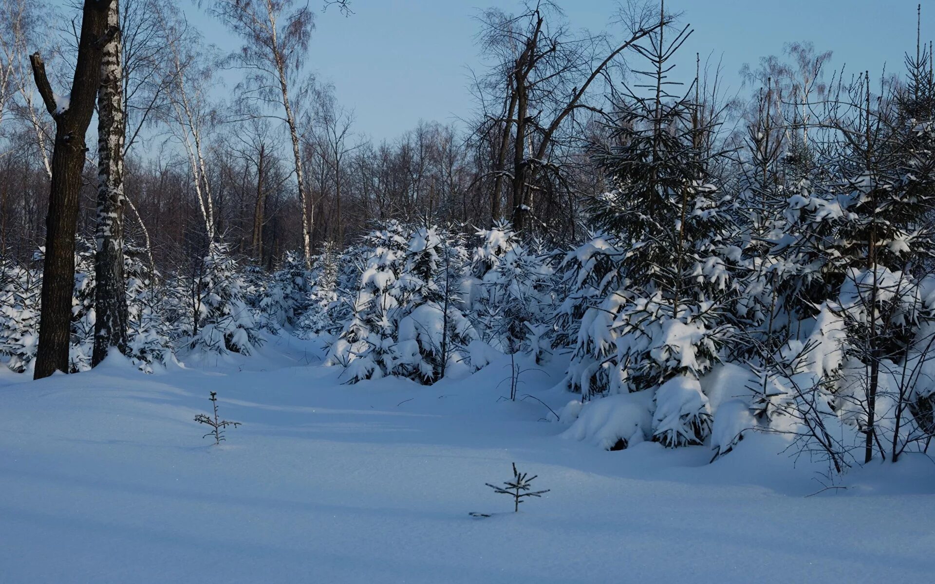 Зимний лес бурелом. Болото зимой. Лесной пустырь. Лесной ручей зимой. Тяжелая зима.