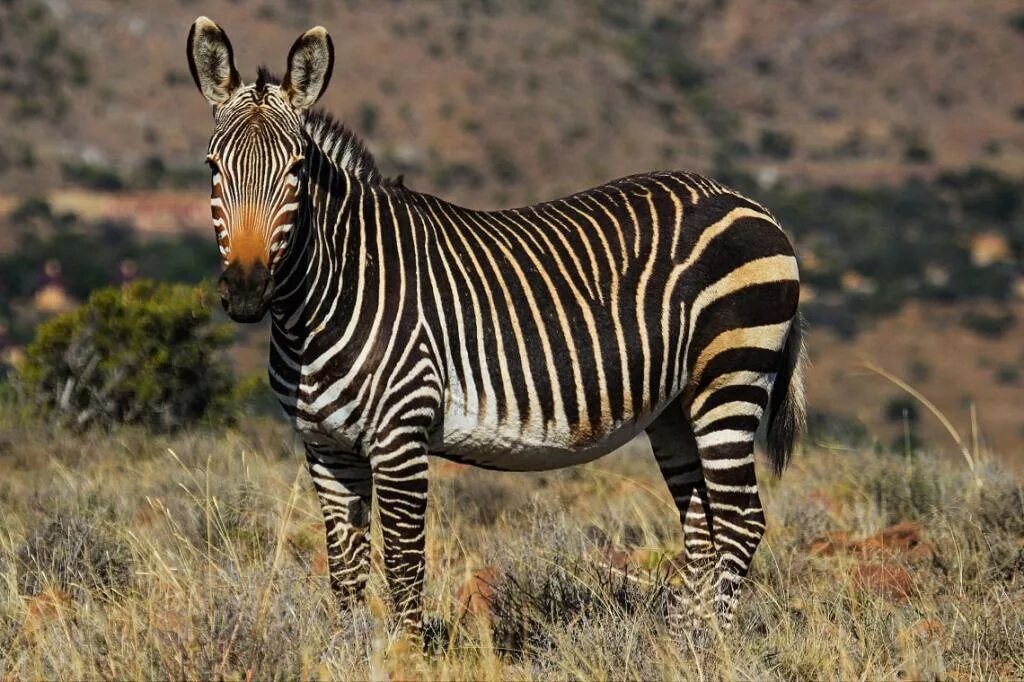 Непарнокопытные зебры. Отряд парнокопытные зебр. Парнокопытные и непарнокопытные. Равнинная Зебра. Зебра живет в африке