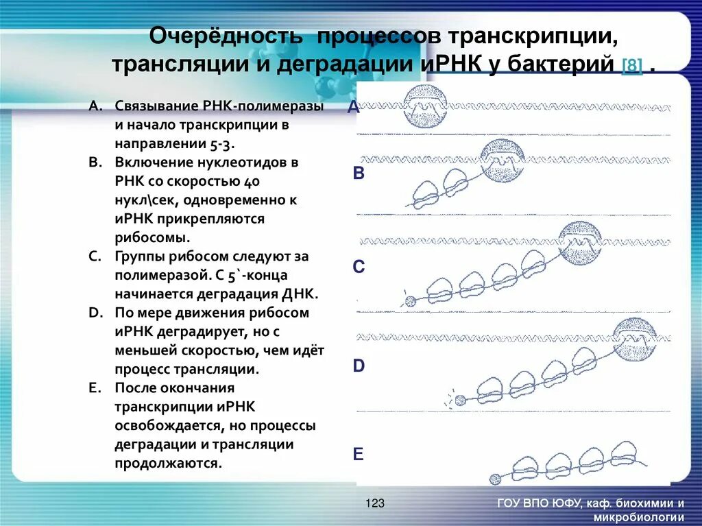 Описание процесса транскрипции. Процессы транскрипции и трансляции. Условия для процесса транскрипции. Схема процесса транскрипции. Условия для процесса транскрипции таблица.