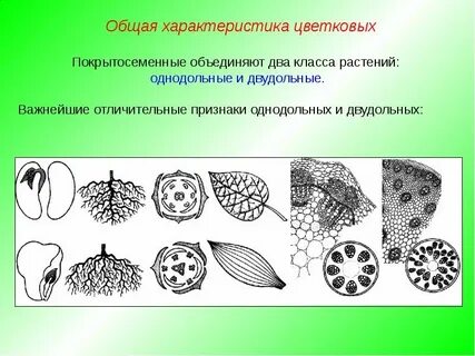 Проводящая система однодольных