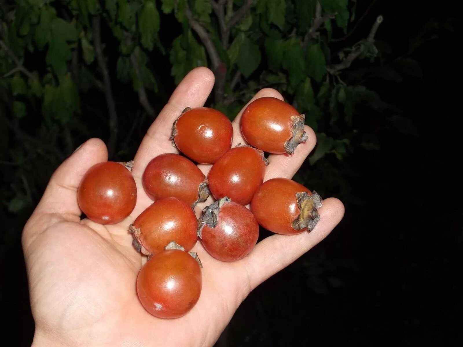 Хурма россиянка описание сорта отзывы. Хурма сорт россиянка. Diospyros virginiana. Хурма виргинская. Хурма Зенжимару.