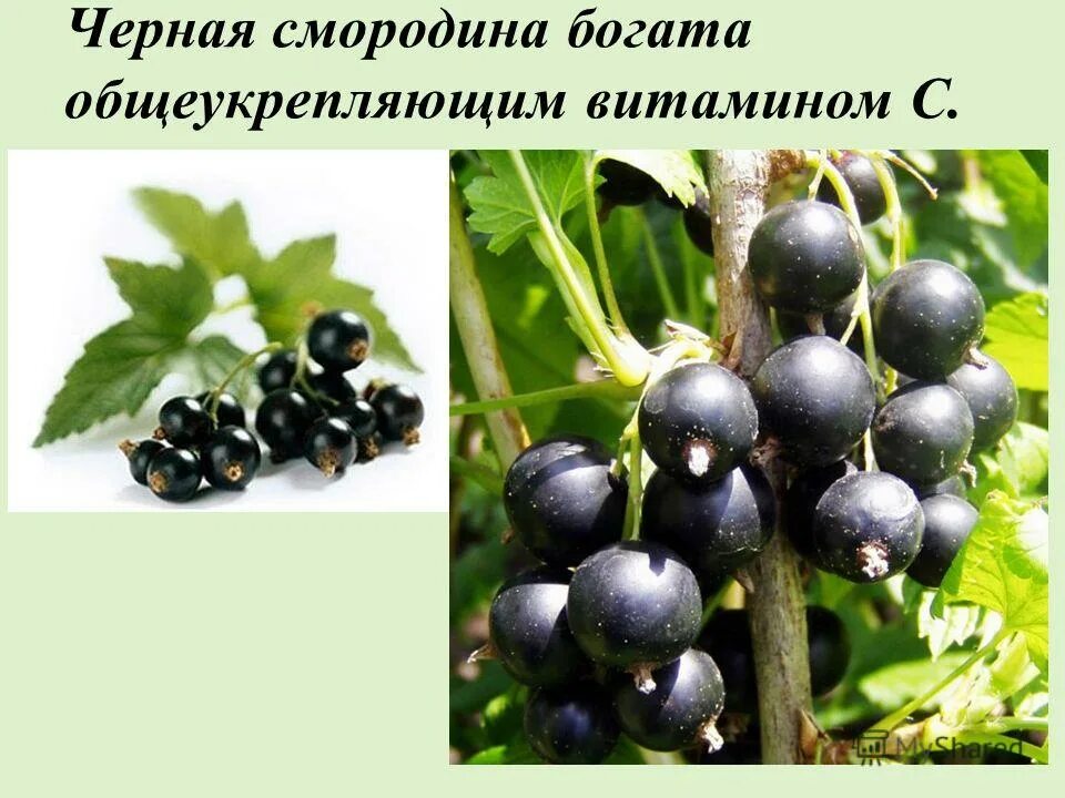 чёрная смородина какие витамины содержит. черная смородина витамины. чёрная смородина какие витамины содержит. какие витамины содержатся в черной смородине. источник витамина стсиородина.