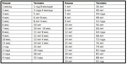 Какого года человек если ему 19. Кошачий Возраст на человеческий таблица. Возраст кота по человеческим меркам таблица по месяцам. Возраст кошки и человека соотношение таблица. Соотношение возраста кошки и чело.