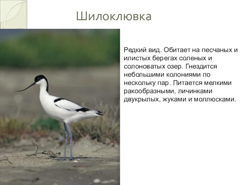 Редкие виды птиц обитающие на озерах сообщение. Шилоклювка птица краткое описание. шилоклювка красная книга. шилоклювка птица красная книга. редкие птицы обитающие на озерах.