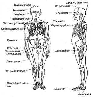 Глобелла
