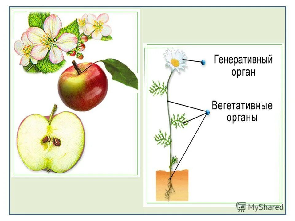Цветы и плоды. Строение плода растения. Строение яблони. Яблоня части растения.