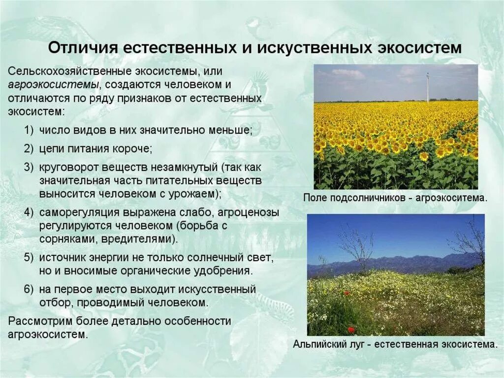 Что является естественной сменой экосистемы. Агроэкосистемы. Сельскохозяйственные агроэкосисте. Искусственные сообщества агроэкосистемы. Естественные и искусственные экосистемы.