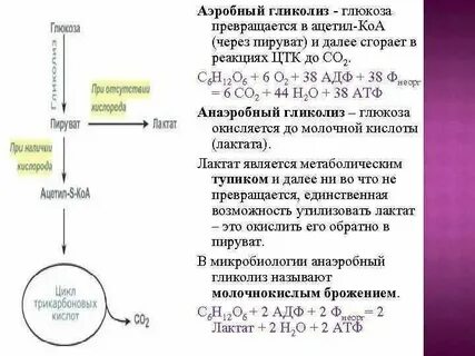 Окисление глюкозы с образованием пировиноградной кислоты