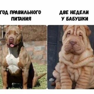 Не ездил к бабушке