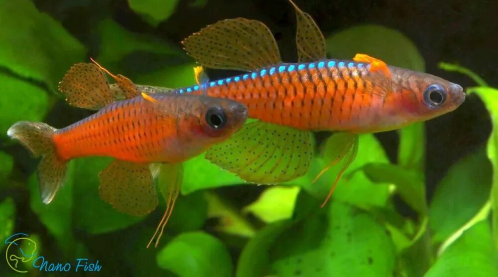 Паскай. Псевдомугил паскай красный неон. Псевдомугил люминатус. Псевдомугил гертруды. Синеглазка нормана рыбка.