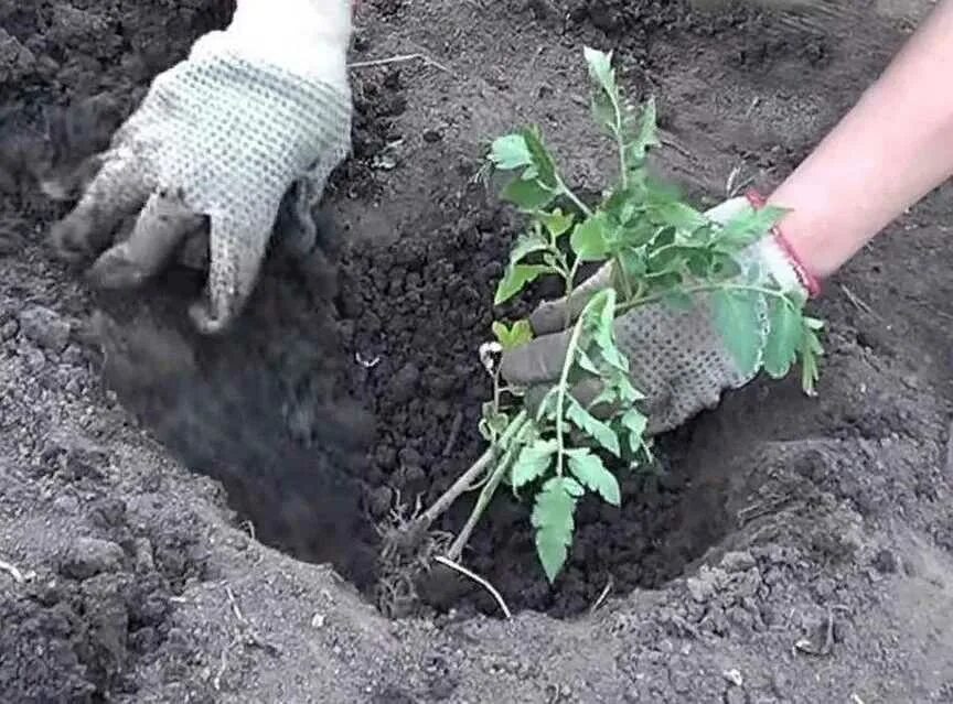 Можно ли под помидоры класть. Лунки для рассады. Лунки для помидор в открытом грунте. Лунки для посадки помидор. Лунки для рассады помидор.