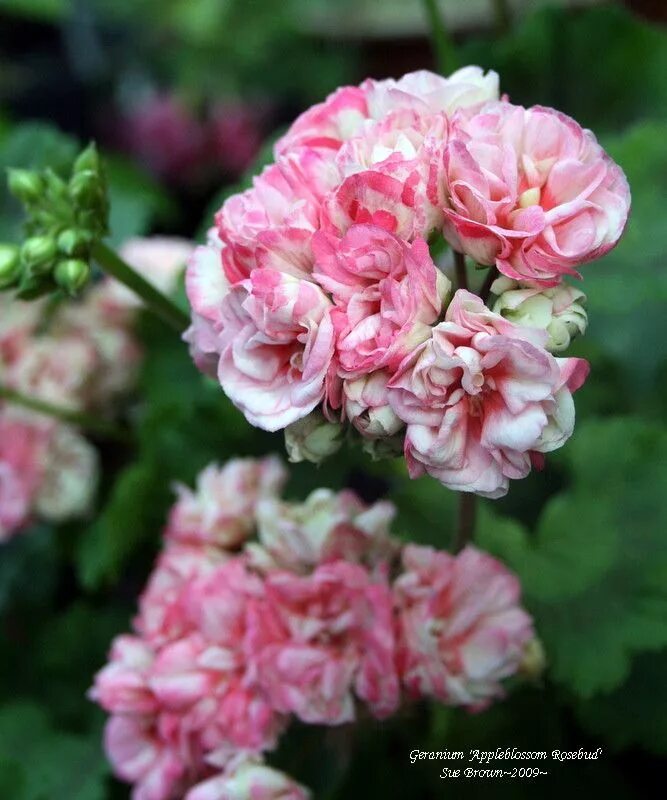 Пеларгония Appleblossom Rosebud. Пеларгония шуплаттлер. Пеларгония Менуэт. Пеларгония Юг шуплаттлер.