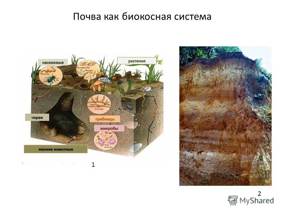 К материнской породе примыкает почвенный. Почва биокосное образование это. Почва биокосное вещество. Почва как биокосная система. Почва биокосное тело.