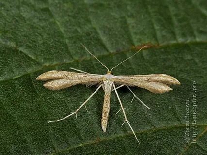 Emmelina monodactyla
