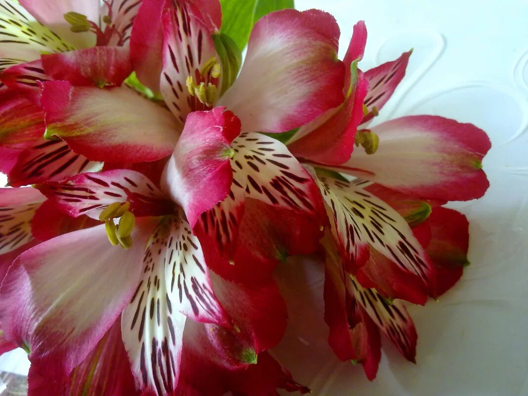 Alstroemeria Pelegrina. Альстромерия Руби ред. Корни альстромерии. Альстромерия что символизирует.