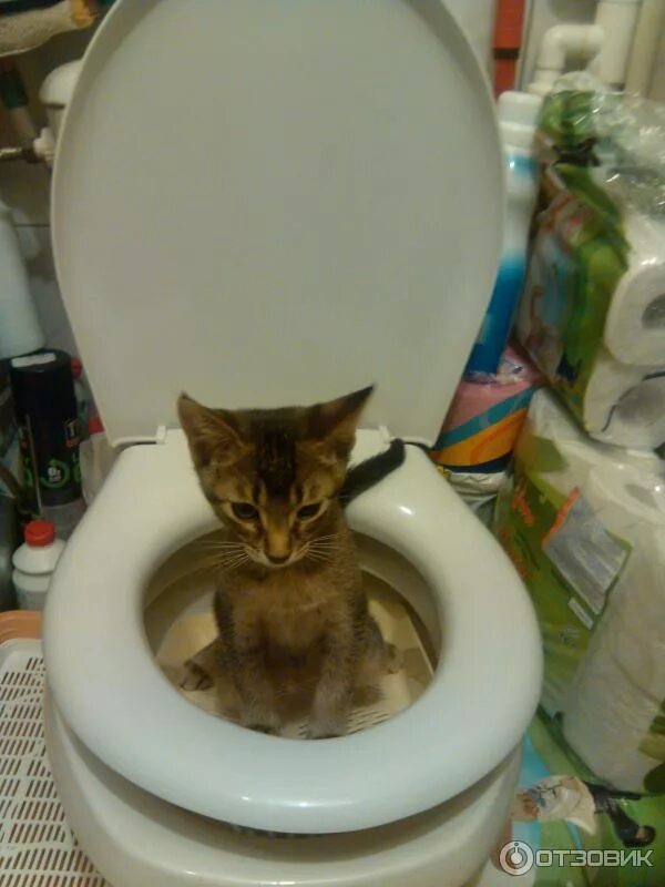 Как приучить кота кошку. Кот на унитазе. приучение кошки к унитазу. накладка на унитаз для кота. кот на унитазе приспособления.