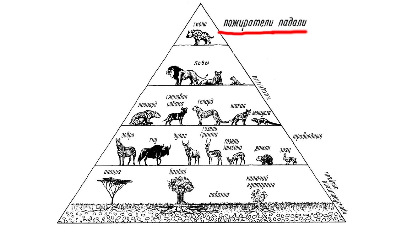 Иерархия природы. Цепи питания и экологические пирамиды. Трофические цепи, экологические пирамиды.. Цепи питания пищевая пирамида. Экологическая пирамида пастбища.