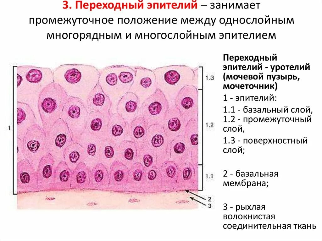 Слои переходного эпителия