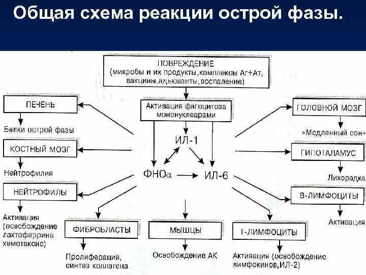 Системная воспалительная реакция схема. Реакции белков острой фазы. Механизмы развития проявлений ответа острой фазы. Схема динамики воспалительного процесса. Реакции организмов биология