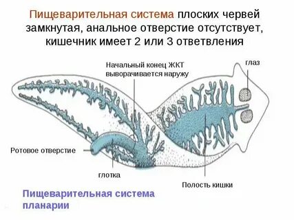 Круглые черви особенности пищеварительной системы органы пищеварения