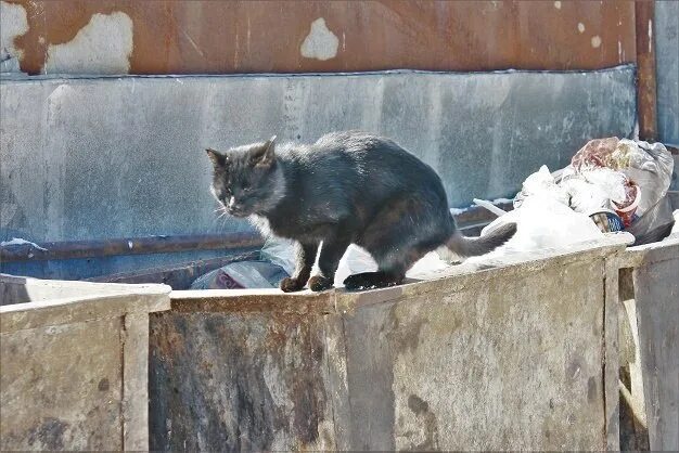 Бомж челябинск. Спасение бездомных котят. Кошки привезенные из Донецка.