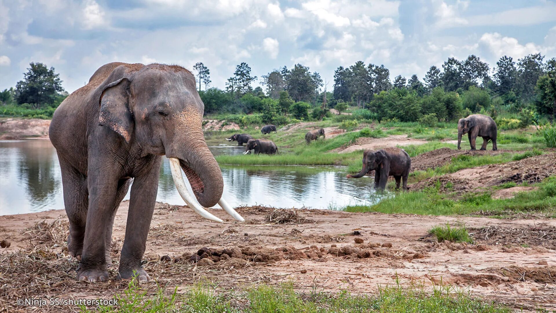 Elephant sanctuary park. Парк слонов Пхукет. Заповедник слонов на Пхукете. Пхукет парк со слонами. Долина слонов.