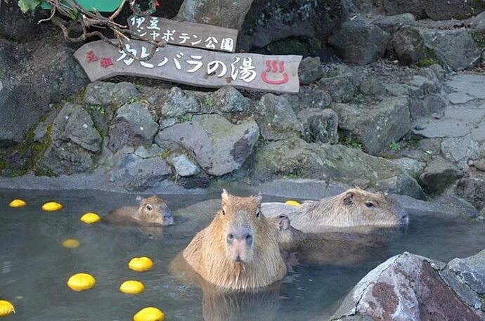 Капибара купается. Капибара в термальном источнике. Капибара в Японии. Капибары в японском зоопарке. Капибара Япония горячие источники мандарины.