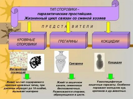 Паразитические простейшие значение простейших 7 класс презентация